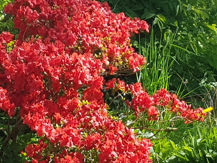 Rhododendron