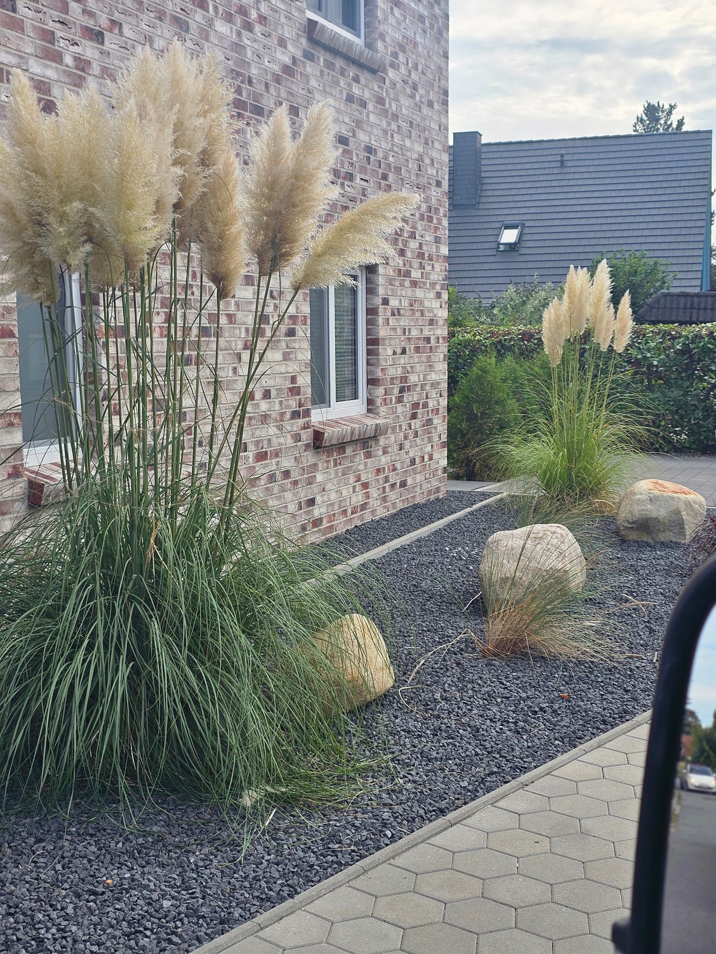 Pampasgras - Cortaderia selloana