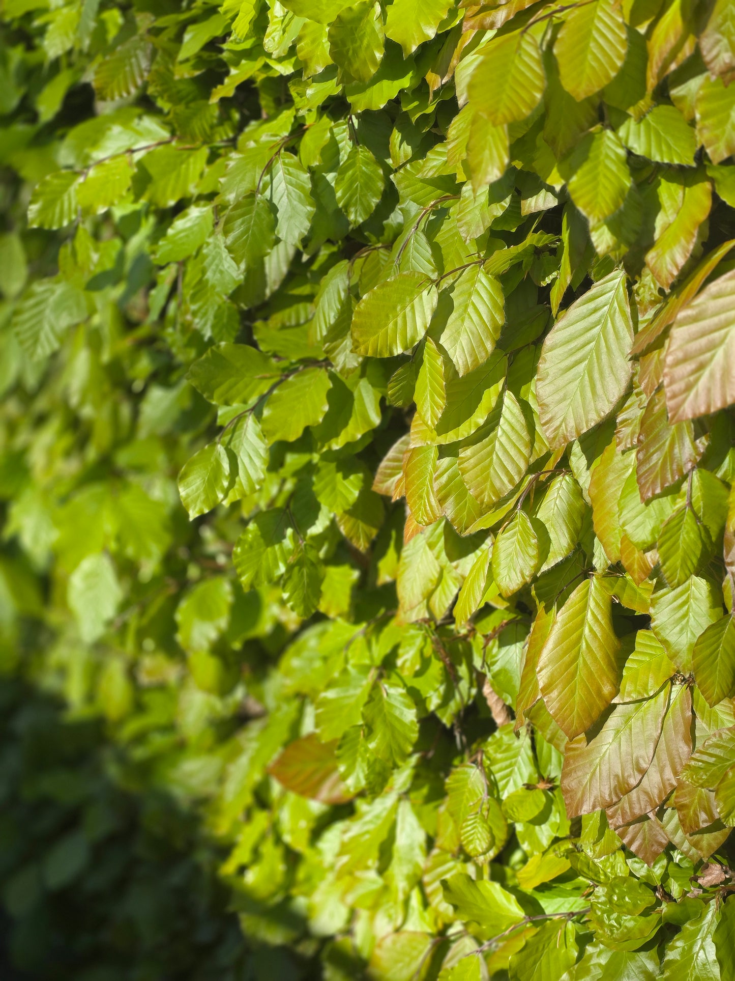 Rotbuche - Fagus sylvatica