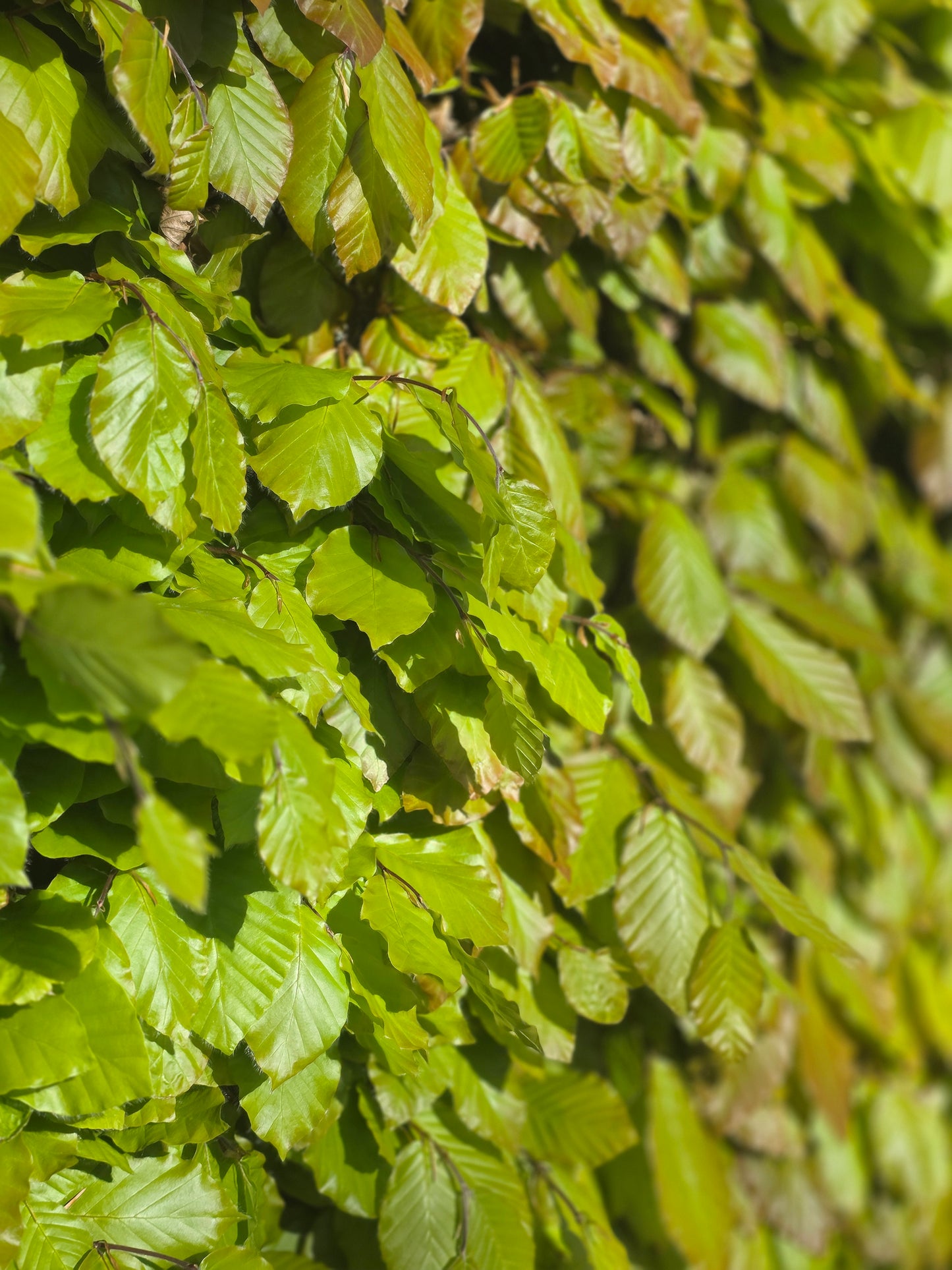 Rotbuche - Fagus sylvatica