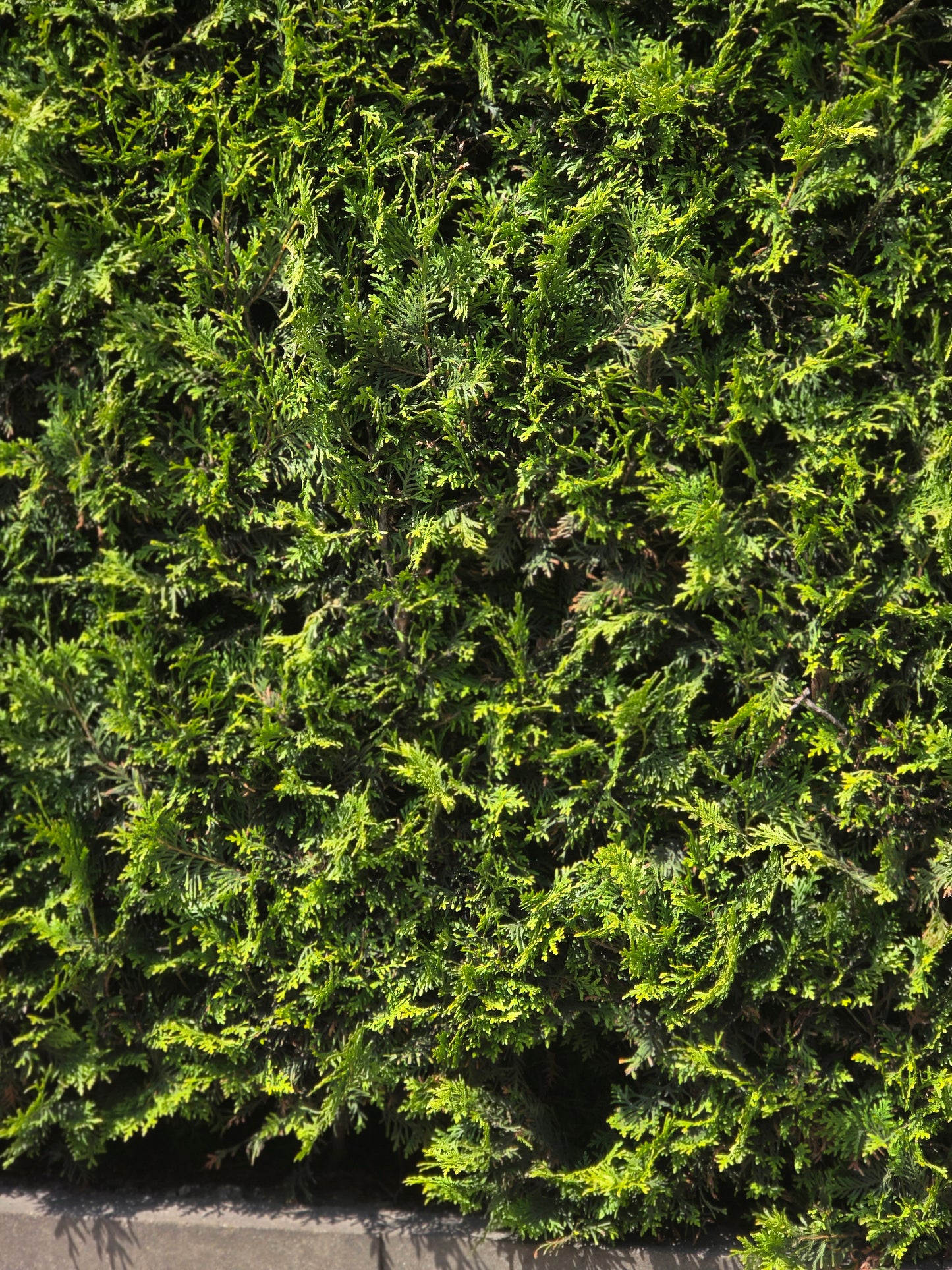 Thuja Occidentalis / Abendländischer Lebensbaum - Thuja occidentalis