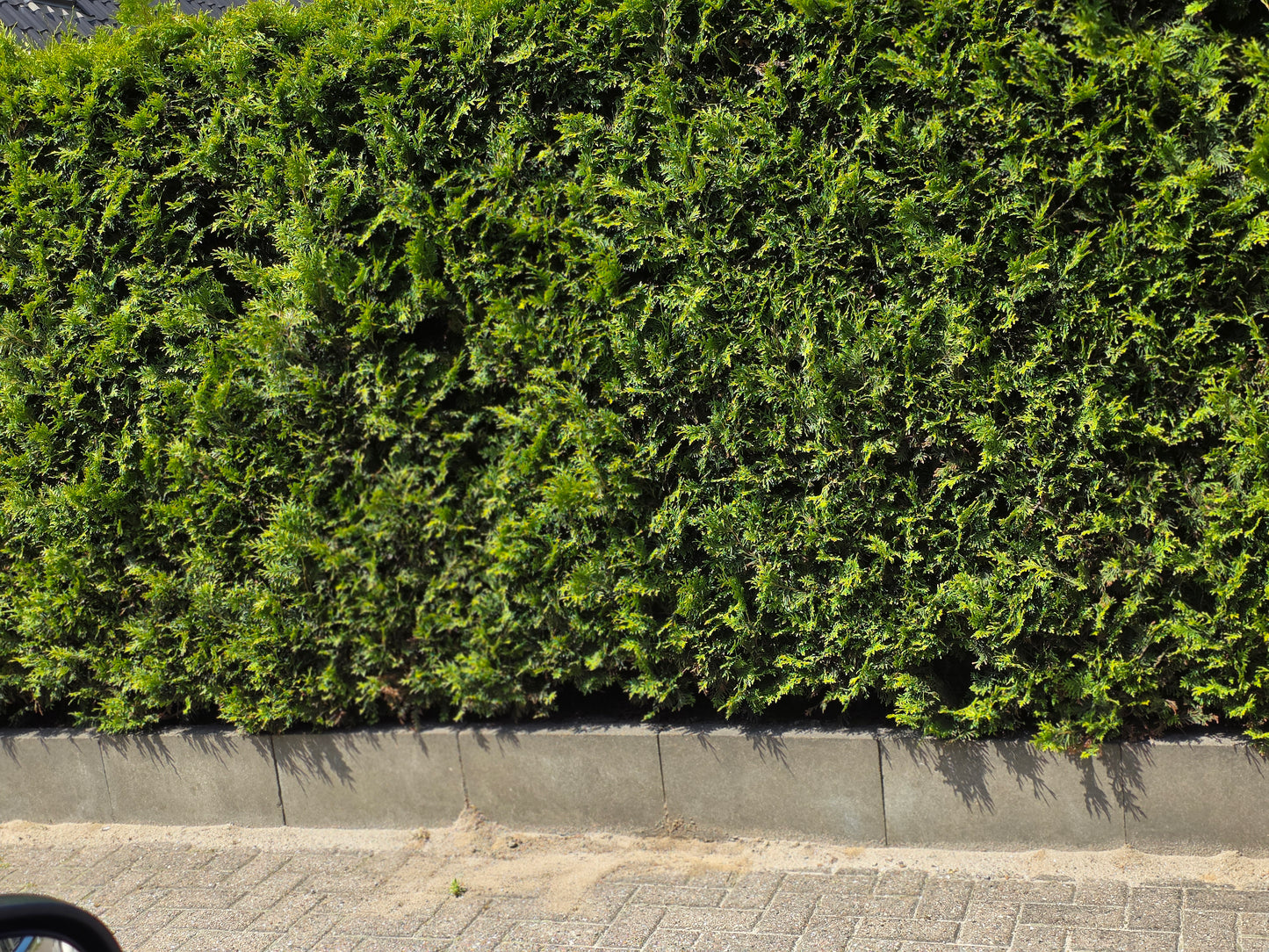 Thuja Occidentalis / Abendländischer Lebensbaum - Thuja occidentalis