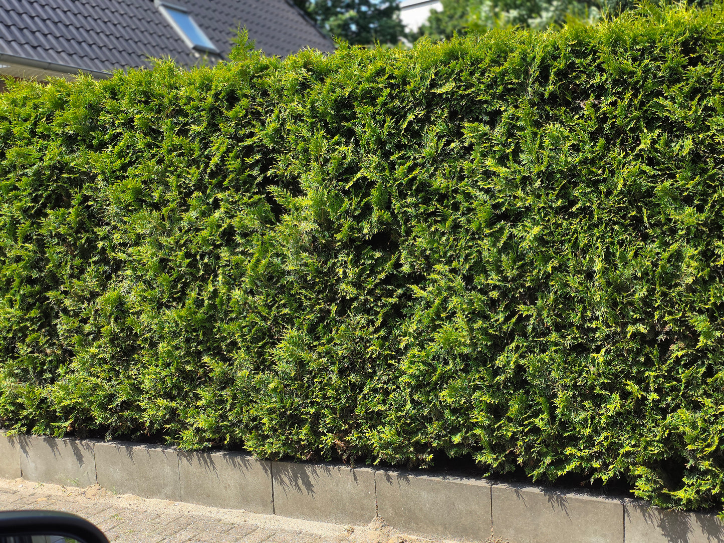 Thuja Occidentalis / Abendländischer Lebensbaum - Thuja occidentalis