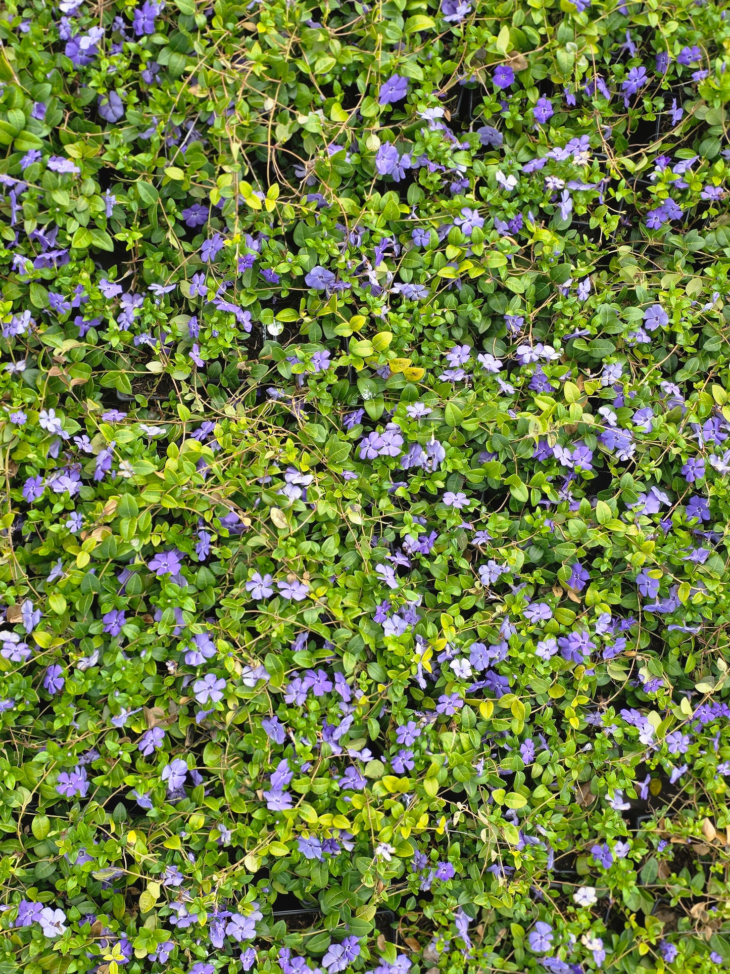 Kleinblättriges Immergrün - Vinca minor