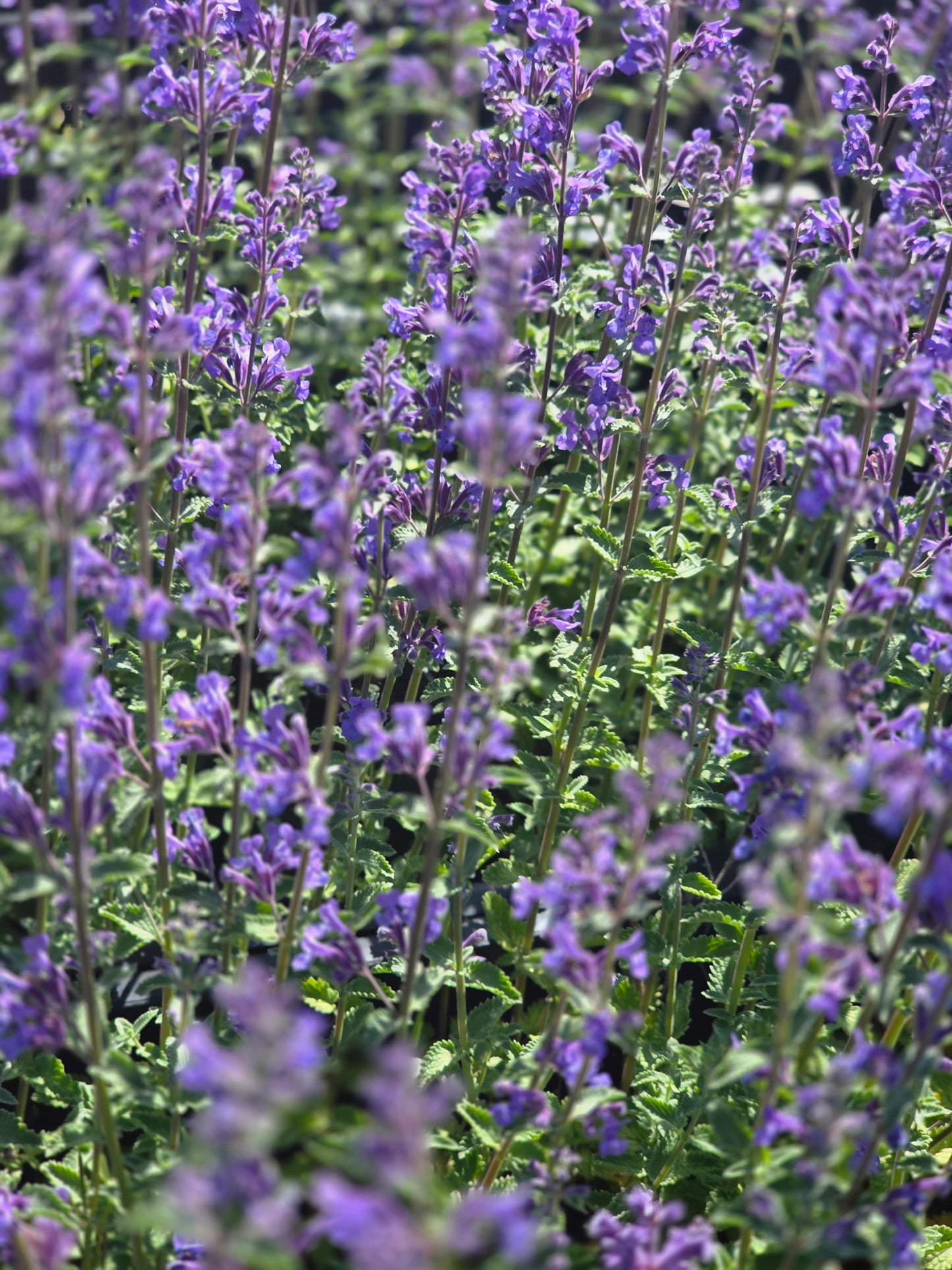 Garten-Bastard-Katzenminze 'Six Hills Giant' - Nepeta x faassenii 'Six Hills Giant'