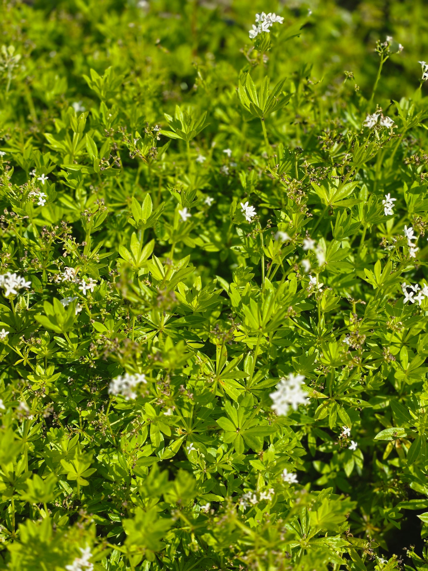 Echter Waldmeister - Galium odoratum