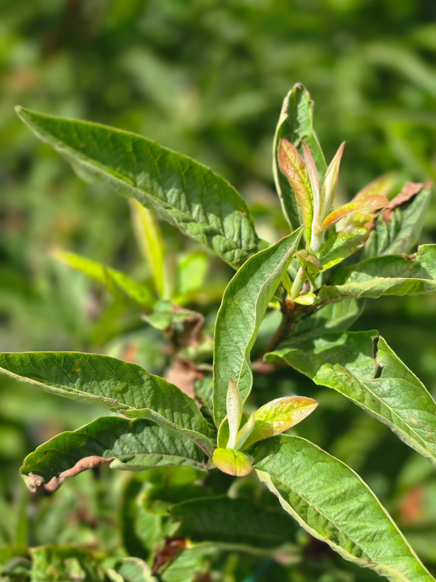 Mispel - Mespilus germanica