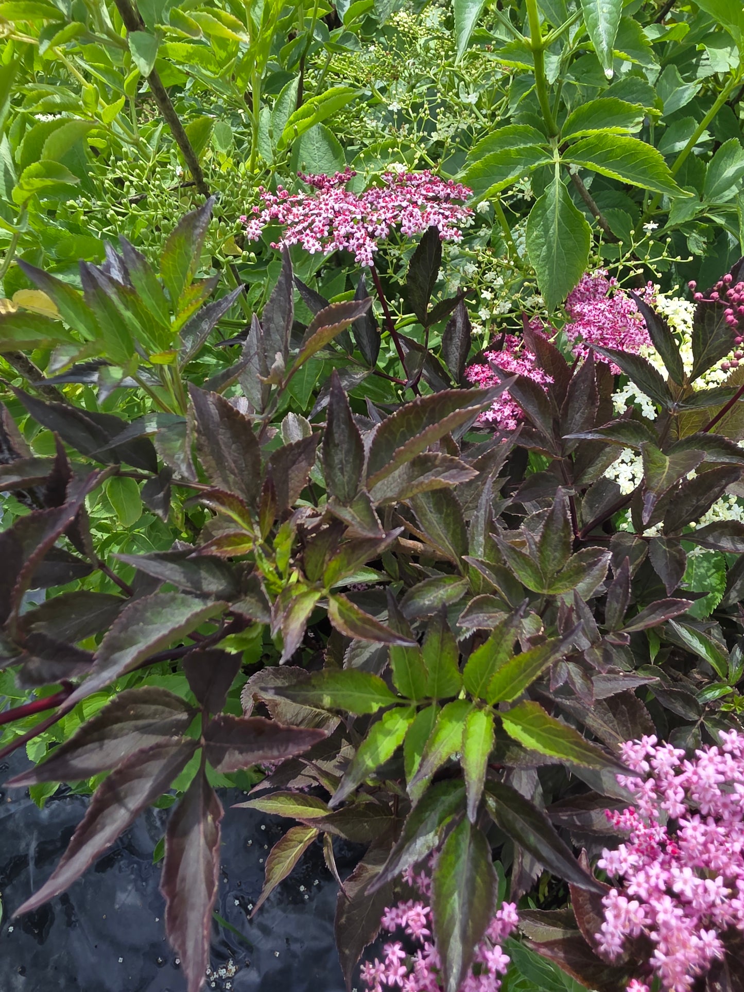 Schwarzer Holunder 'Black Beauty' ® - Sambucus nigra 'Black Beauty' ®