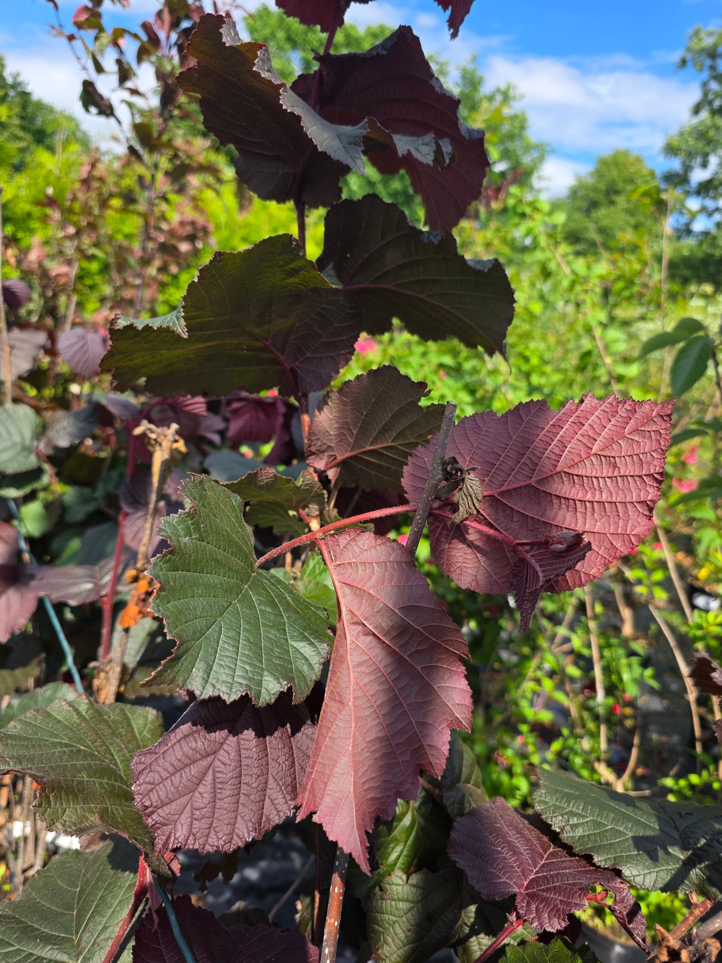 Bluthasel - Corylus maxima 'Purpurea'