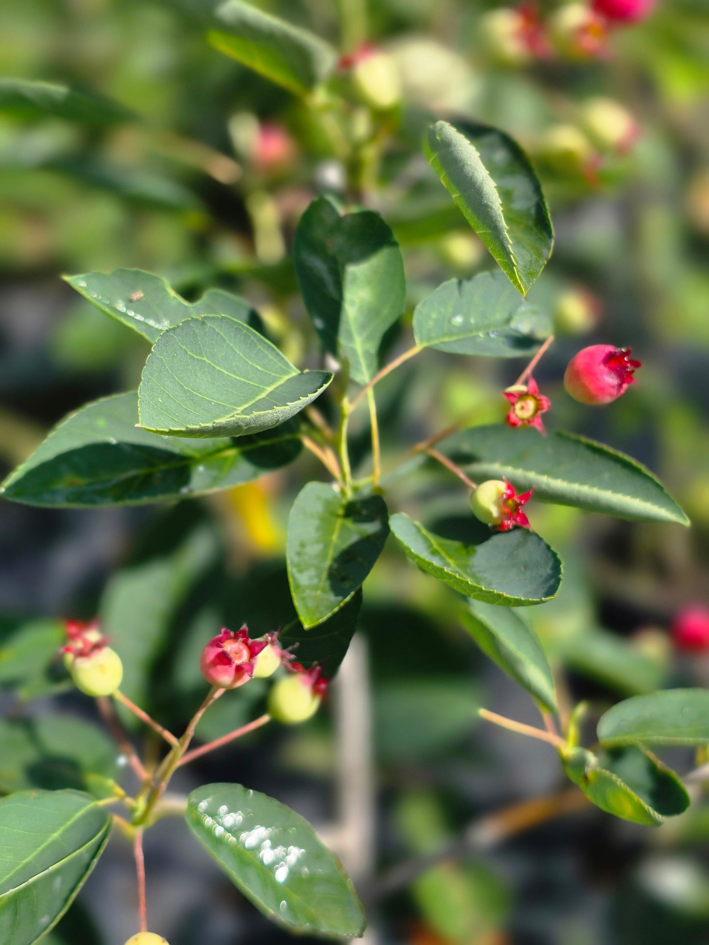 Hängende Felsenbirne - Amelanchier laevis