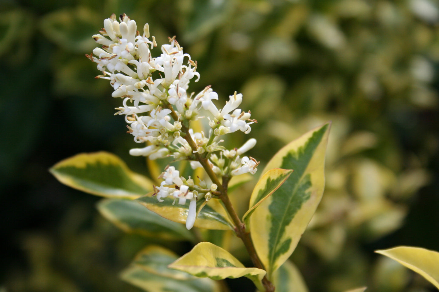Goldliguster - Ligustrum ovalifolium 'Aureum'