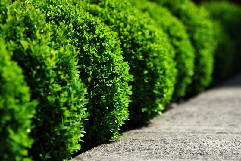 Baumschule Garten.de Pflanzen kaufen