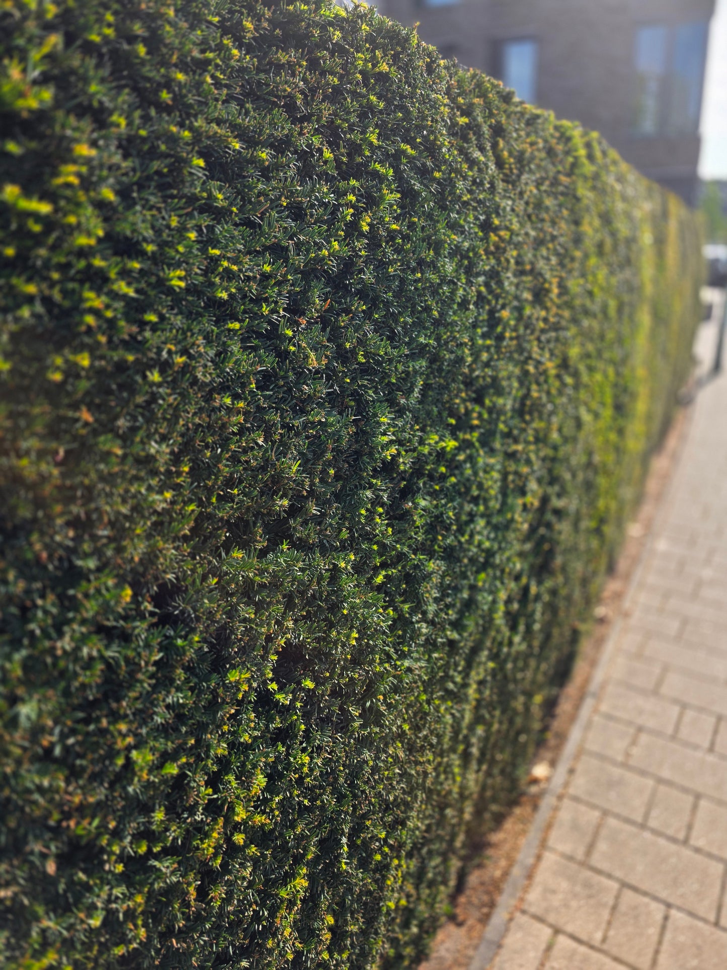 Heimische Eibe - Taxus baccata