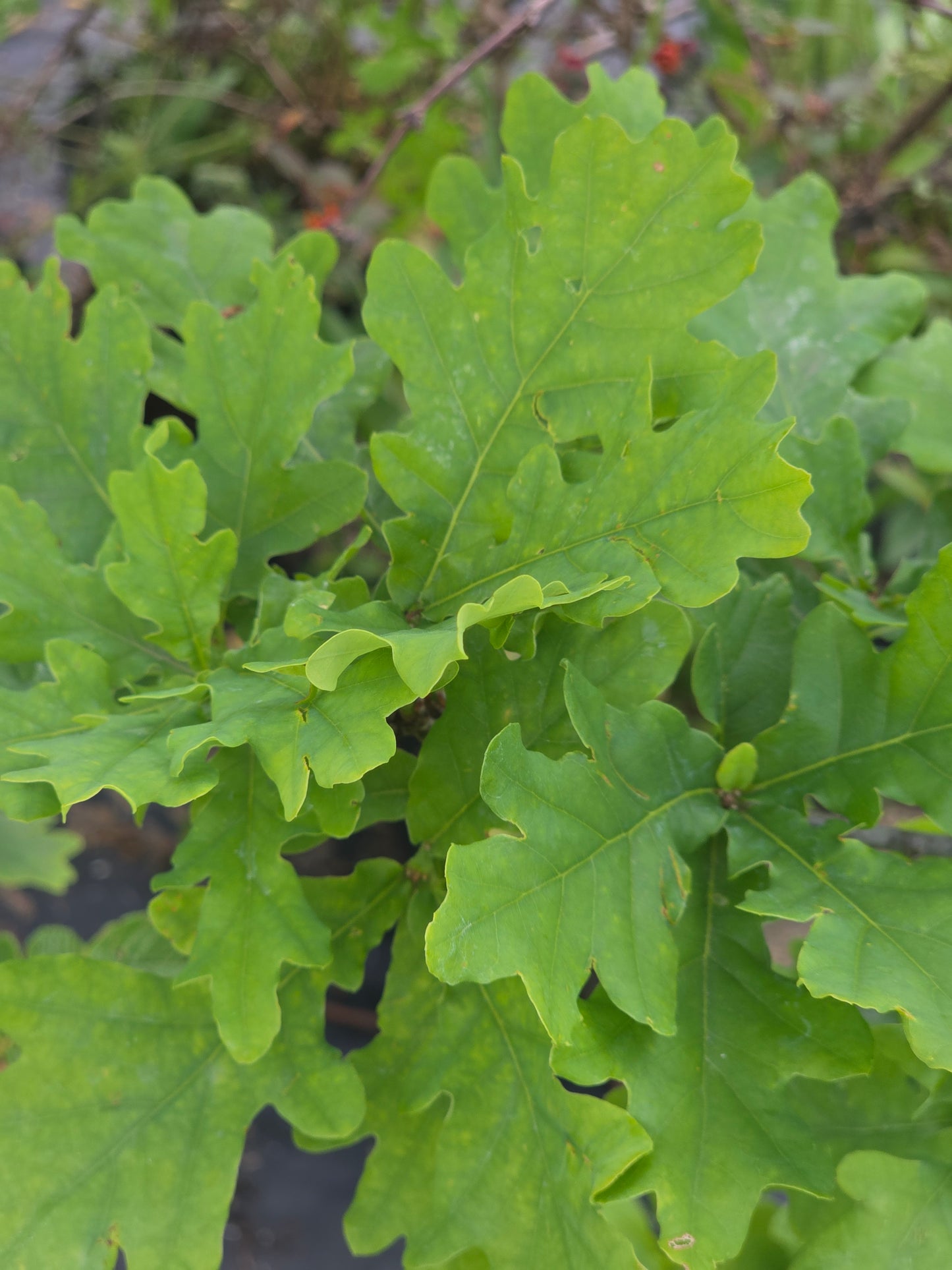 Trauben-Eiche - Quercus petraea