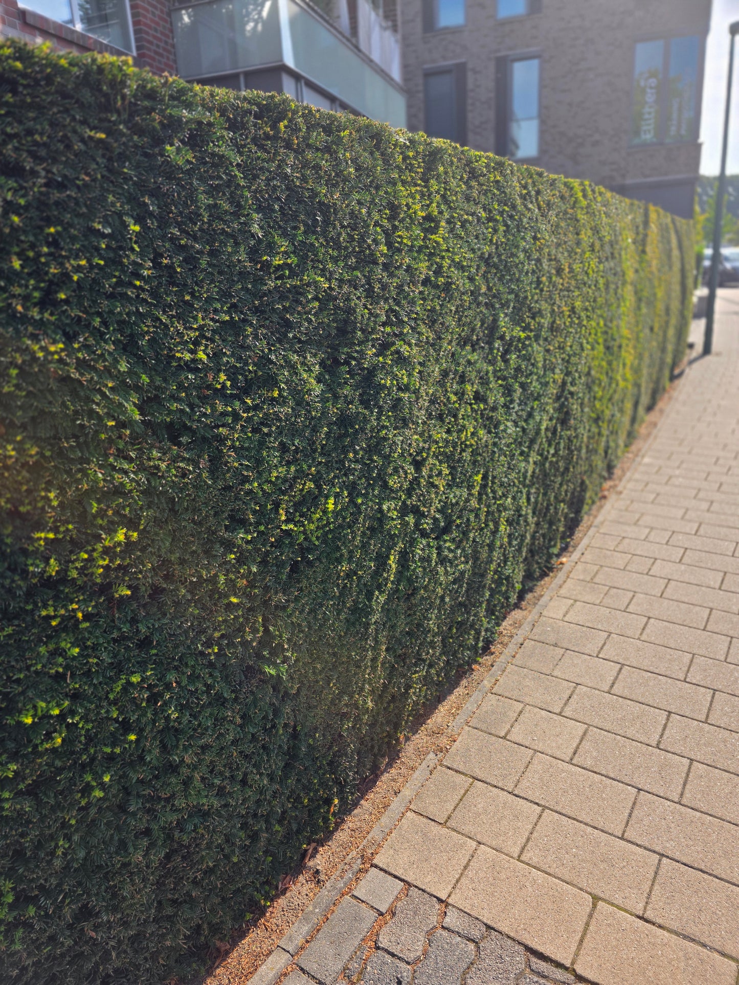 Heimische Eibe - Taxus baccata