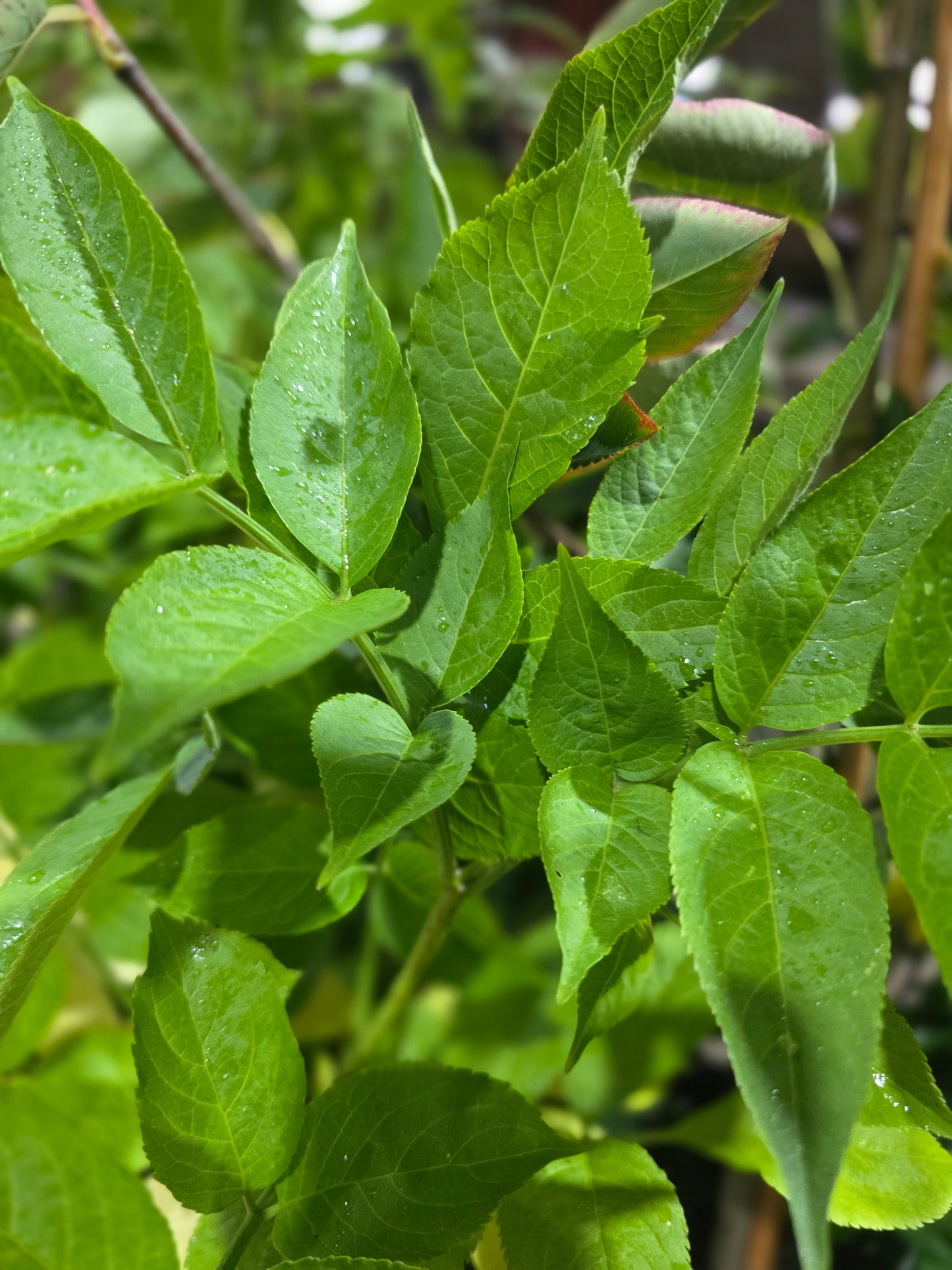 Schwarzer Holunder - Sambucus nigra