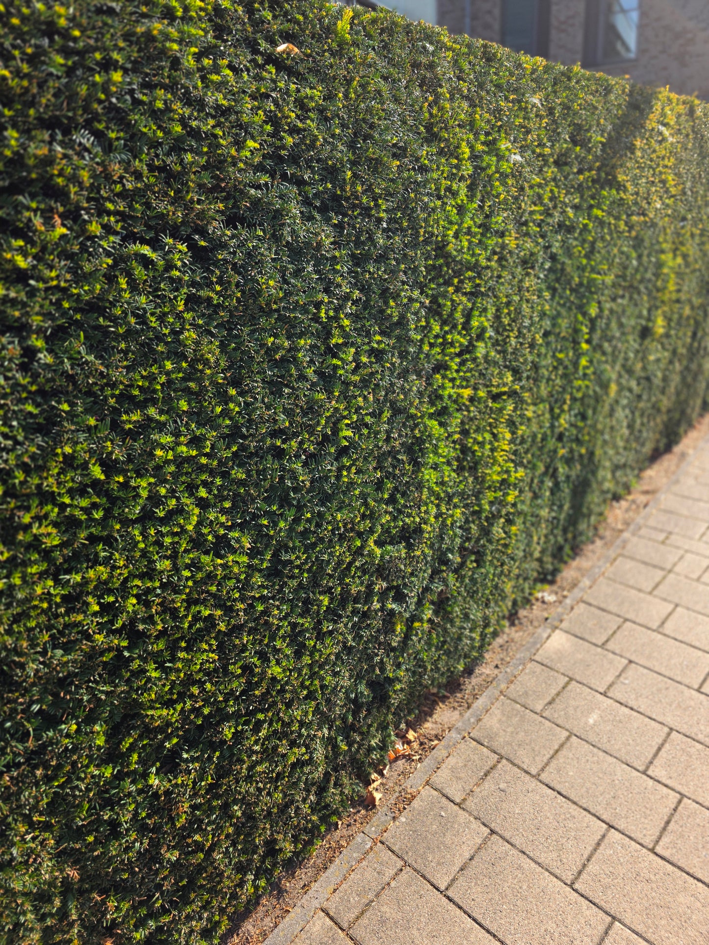 Heimische Eibe - Taxus baccata