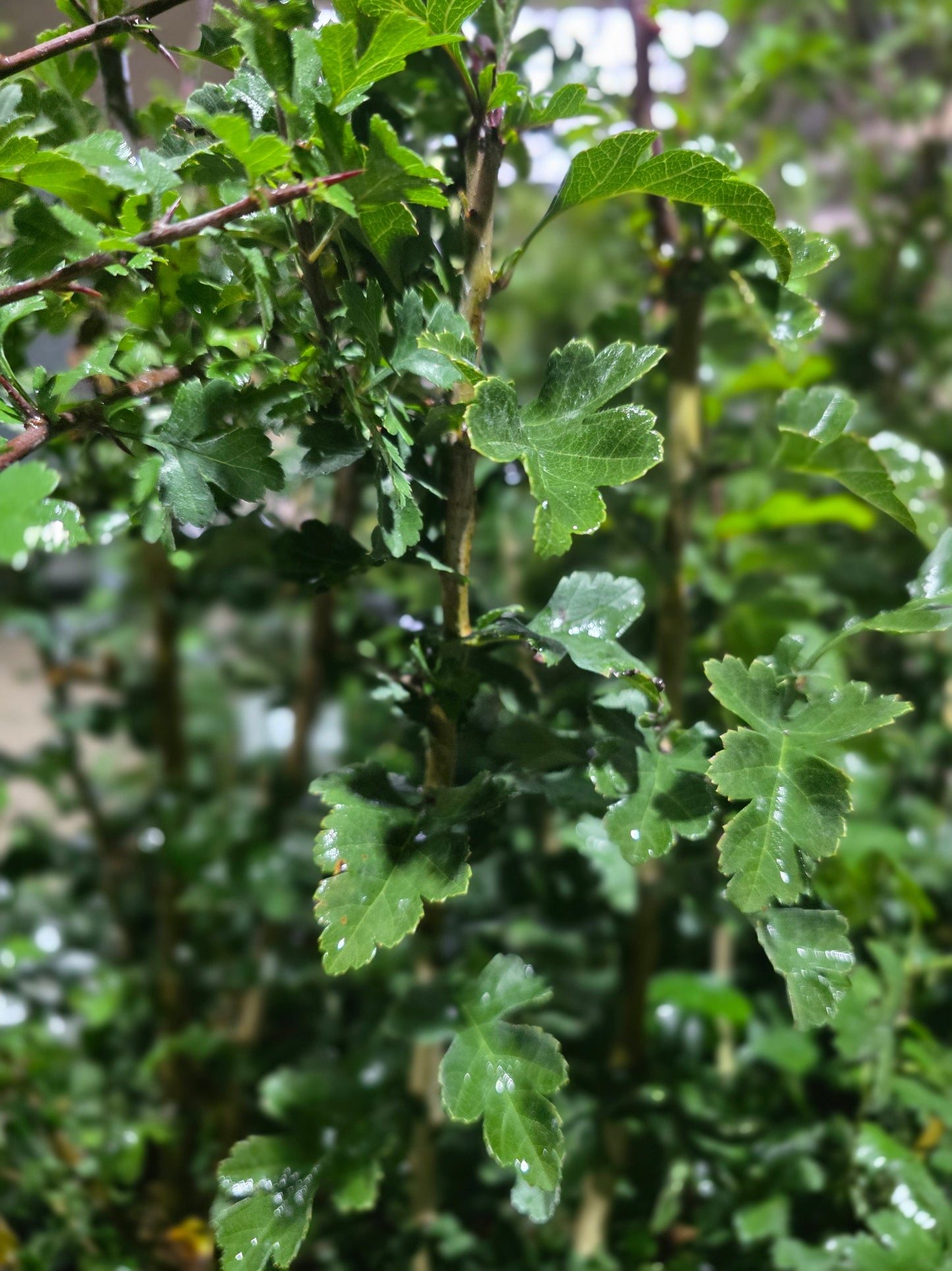 Eingriffliger Weißdorn VgU - Crataegus monogyna VgU