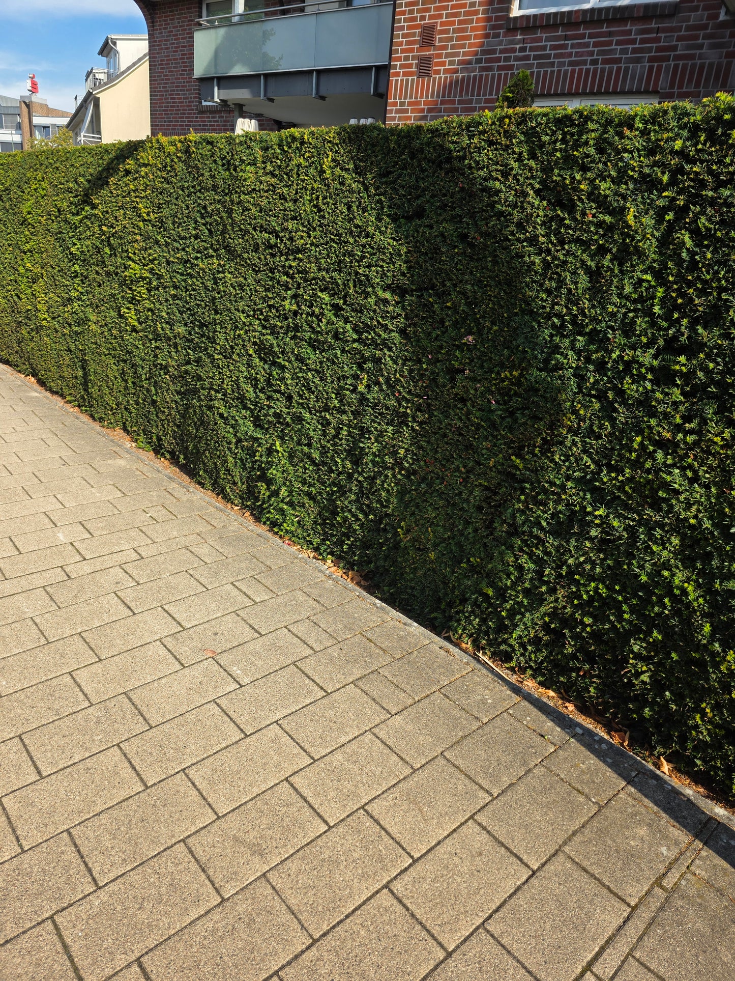 Heimische Eibe - Taxus baccata