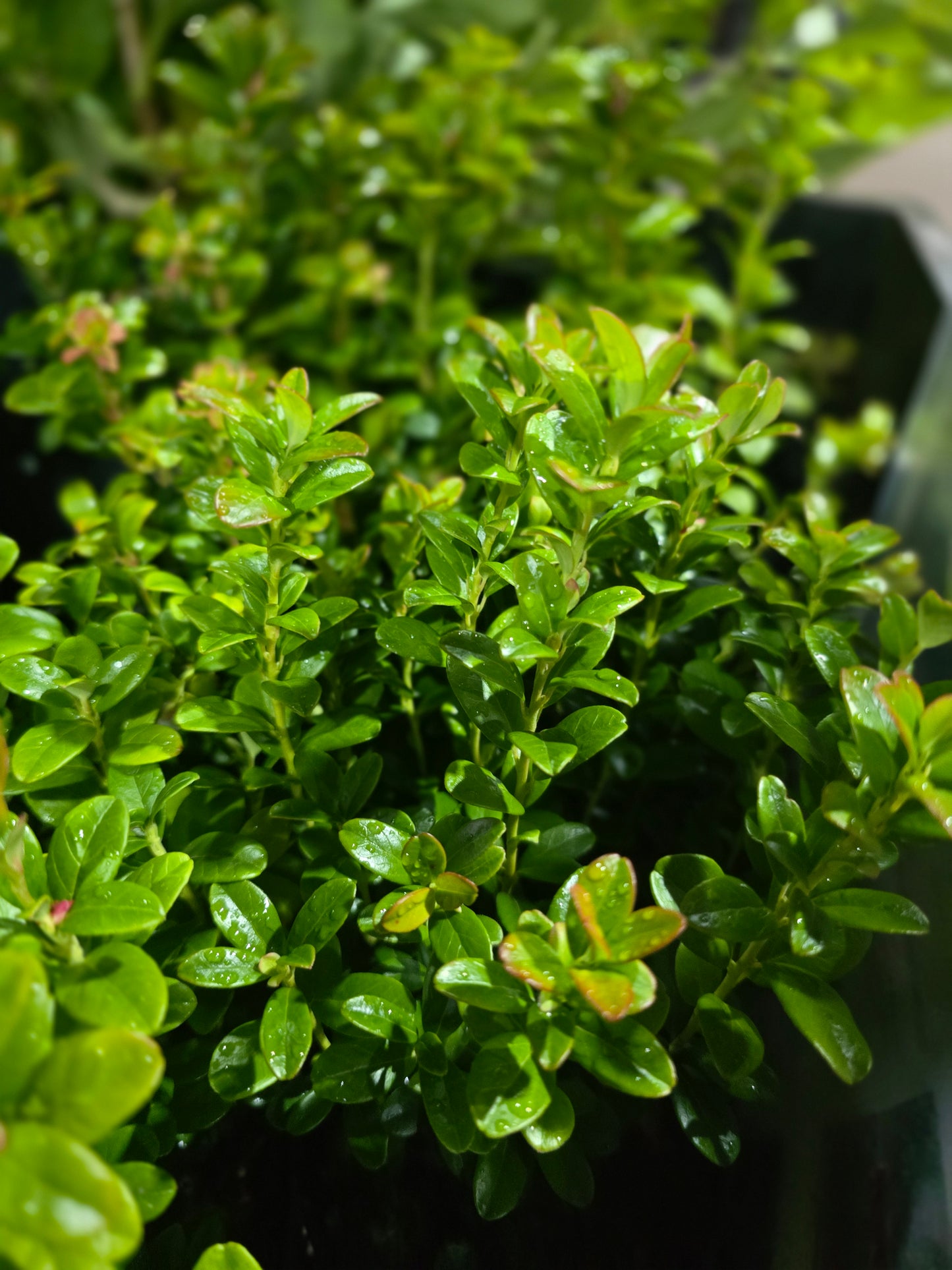 Preiselbeere 'Koralle' - Vaccinium vitis-idaea 'Koralle'