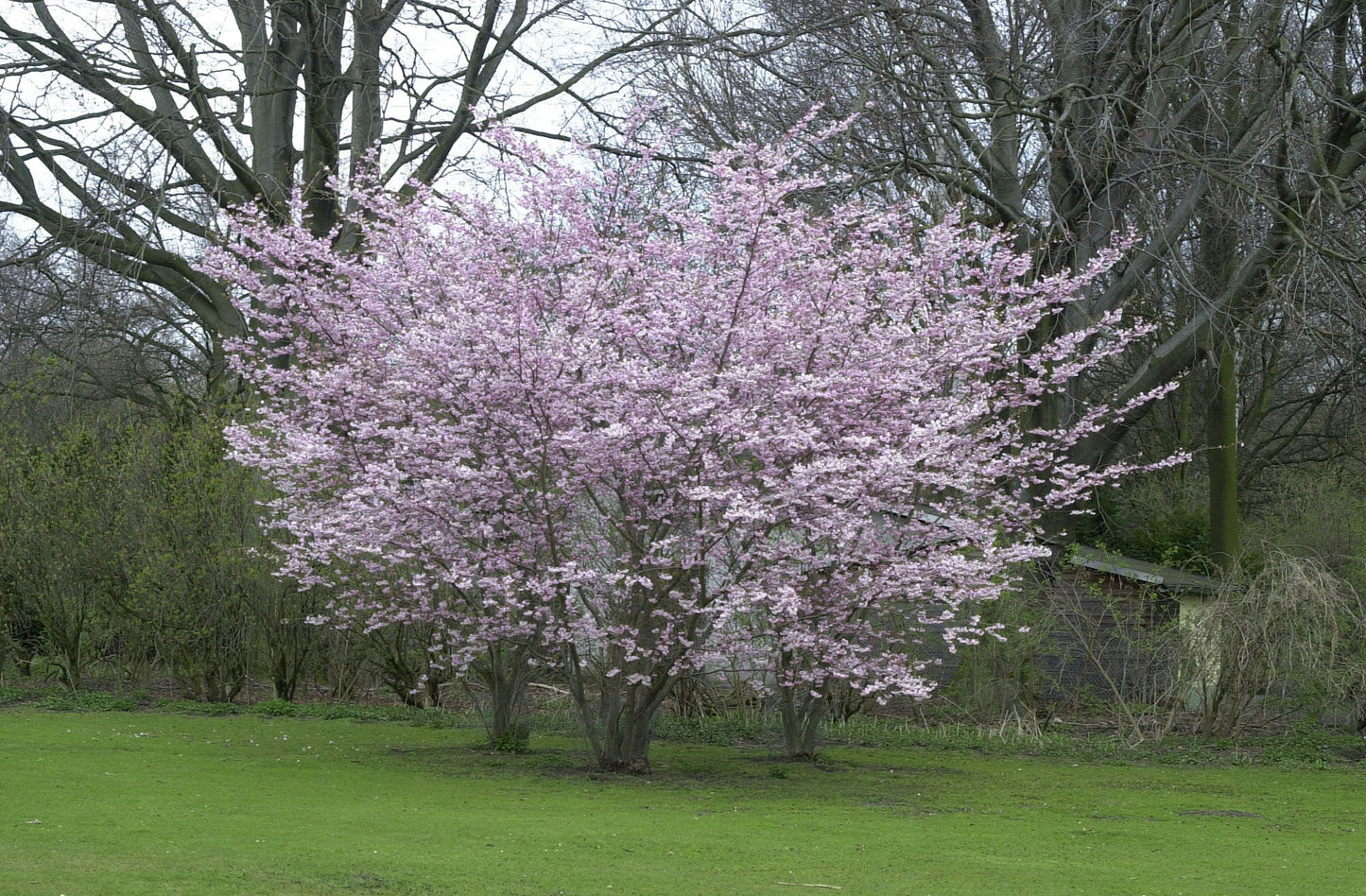 Rosa Winterkirsche 'Autumnalis' - Prunus subhirtella 'Autumnalis' CAC