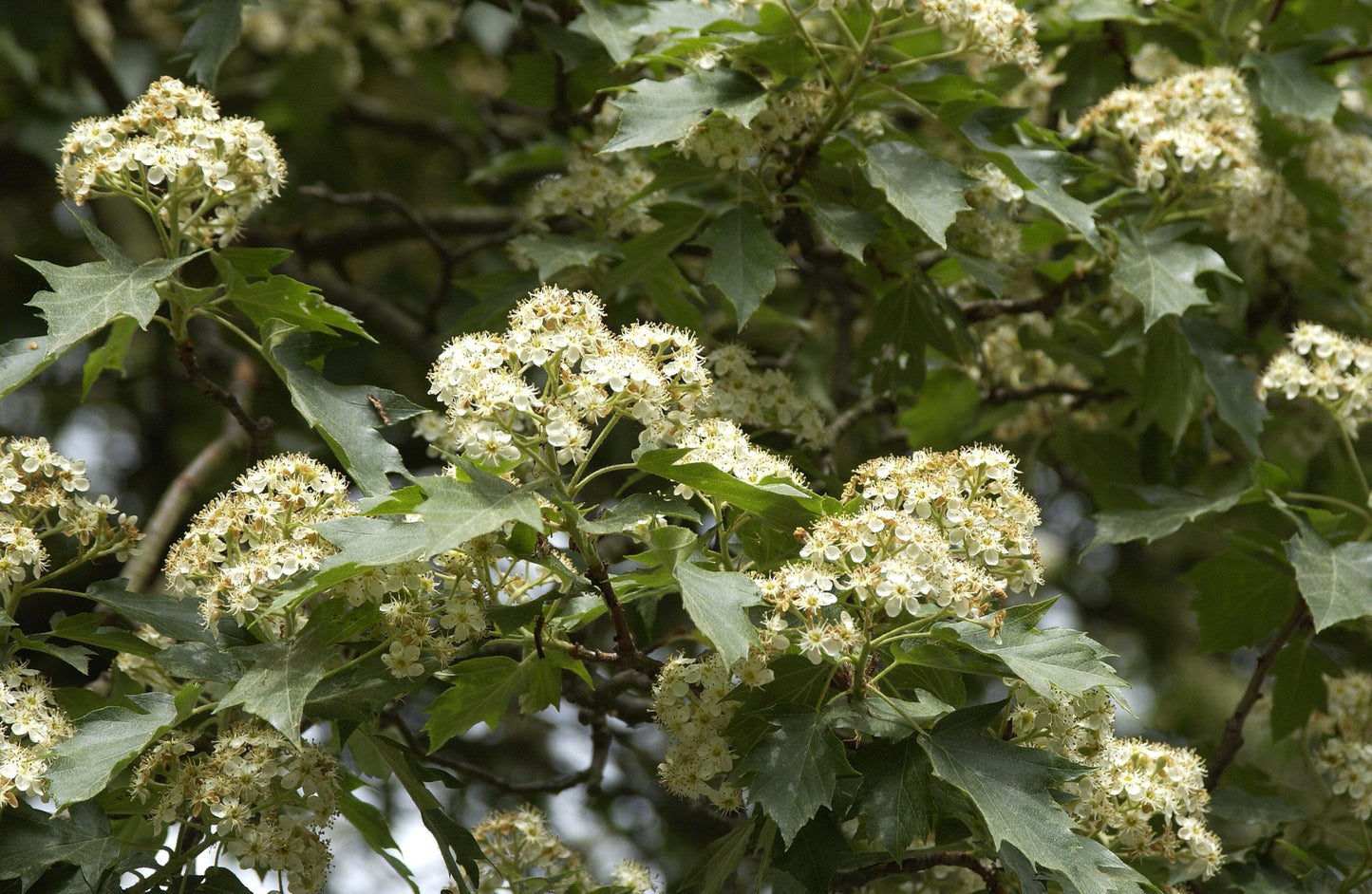Elsbeere - Sorbus torminalis
