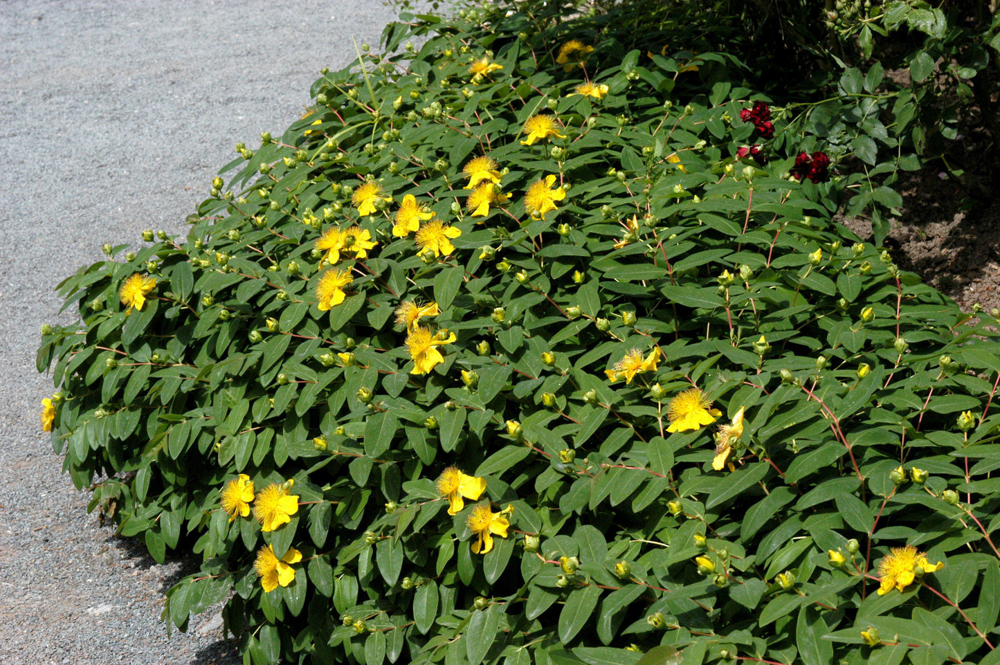 Kelchiges Johanniskraut - Hypericum calycinum