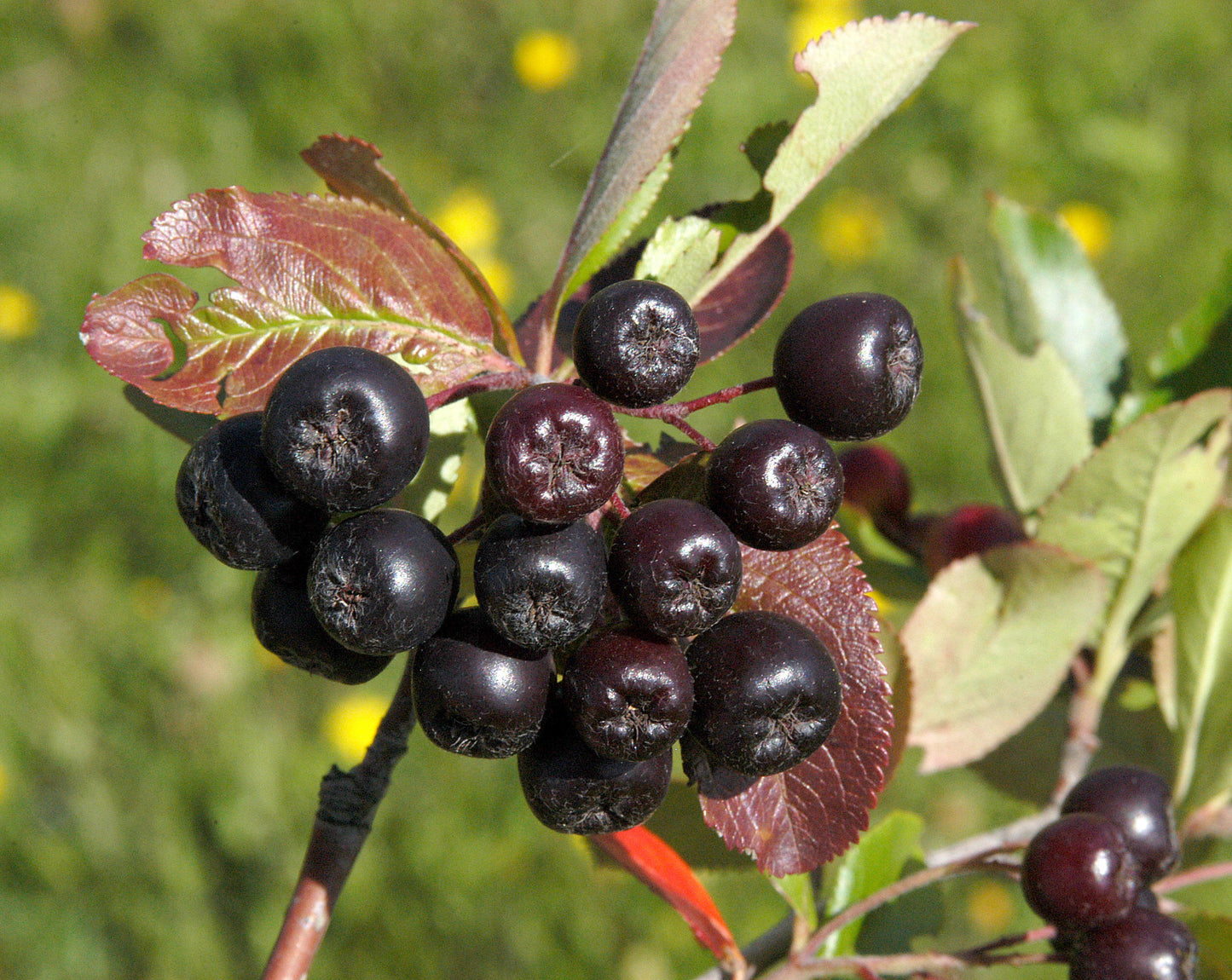 Apfelbeere 'Viking' - Aronia prunifolia 'Viking'