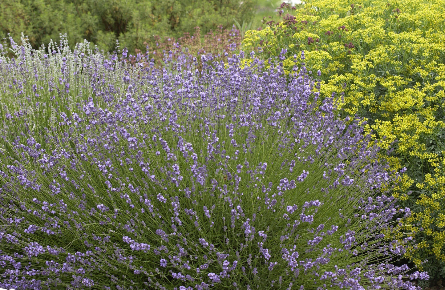 Echter Lavendel - Lavandula angustifolia