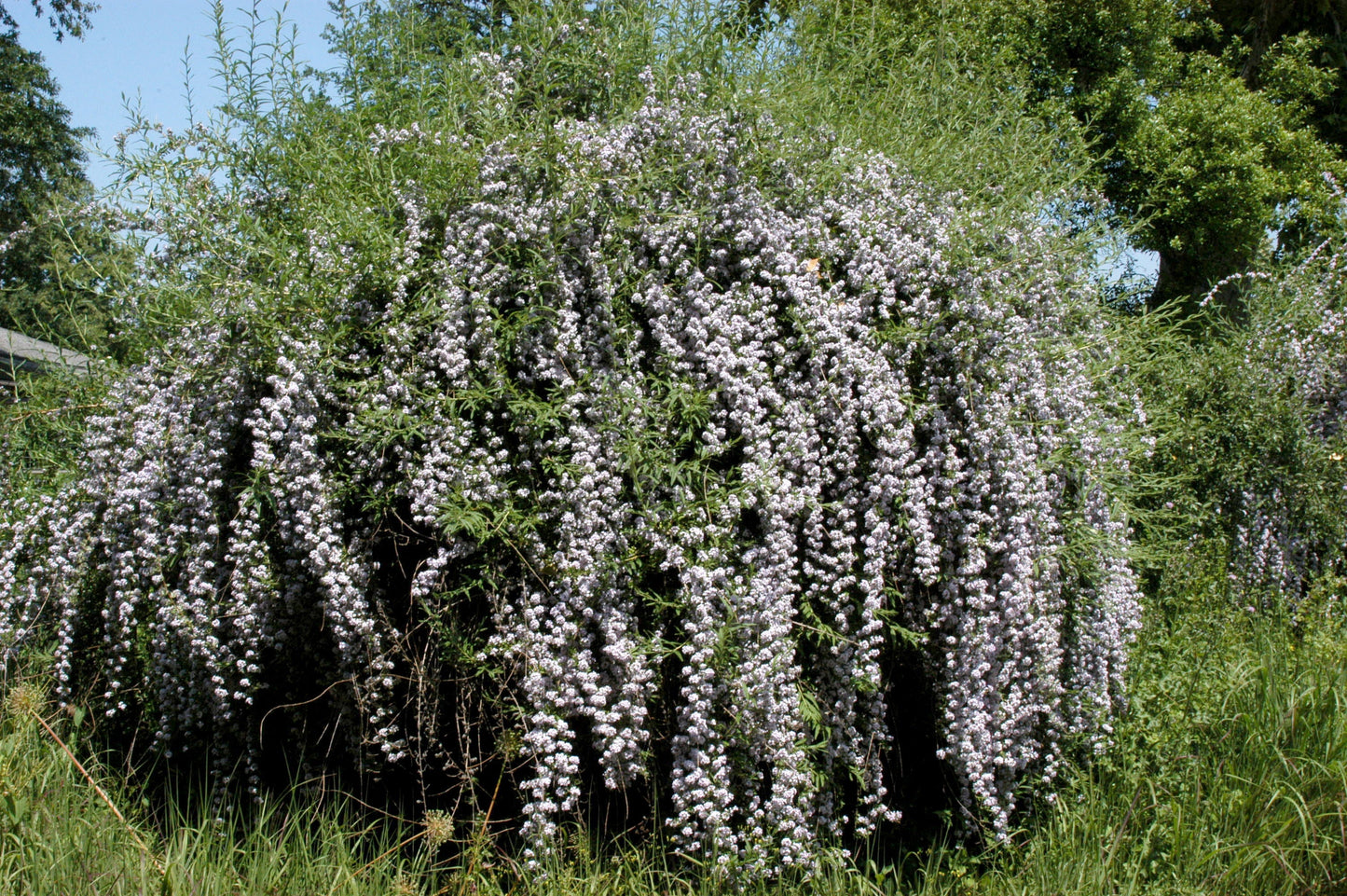 Hänge-Sommerflieder / Schmetterlingsflieder - Buddleja alternifolia