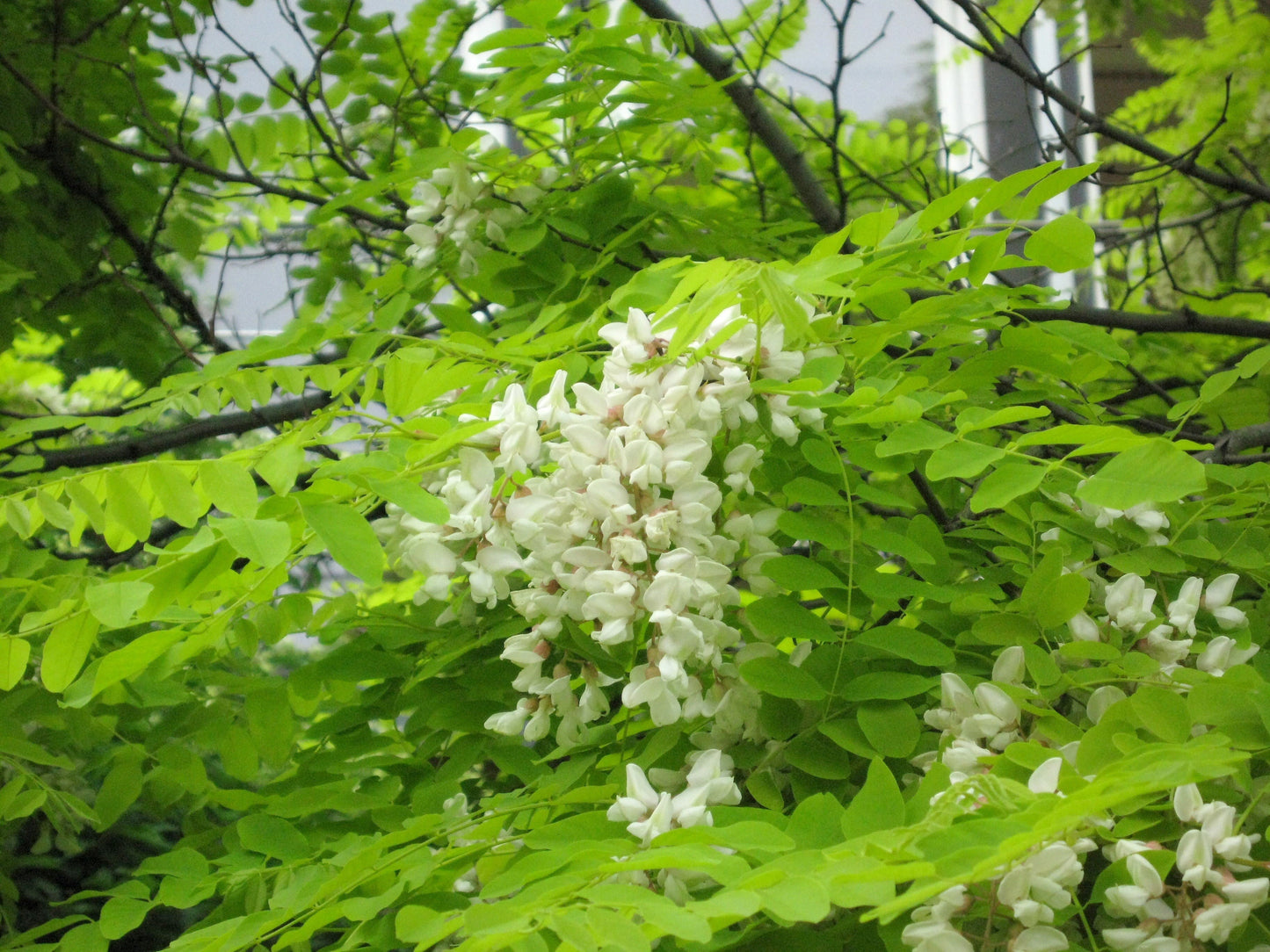 Goldakazie 'Frisia' - Robinia pseudoac.'Frisia'