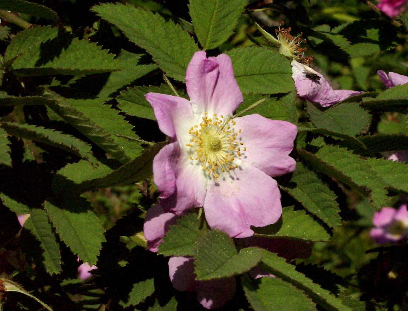 Feldrose - Rosa arvensis
