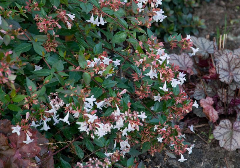 Abelie 'Edward Goucher' - Abelia 'Edward Goucher'