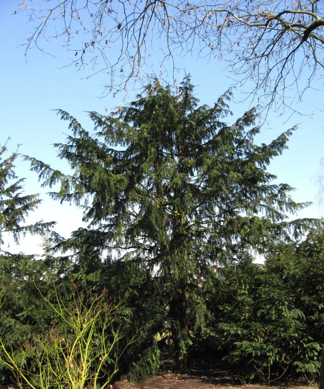 Adlerschwingen-Eibe - Taxus baccata 'Dovastoniana'