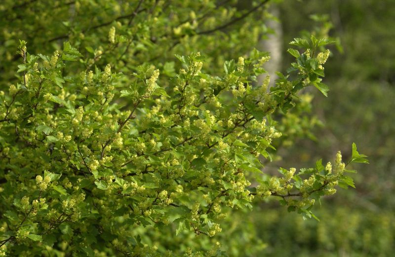Alpen-Johannisbeere - Ribes alpinum