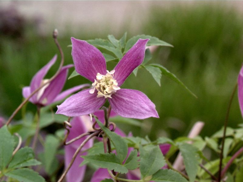 Alpen-Waldrebe 'Ruby' - Clematis alpina 'Ruby'