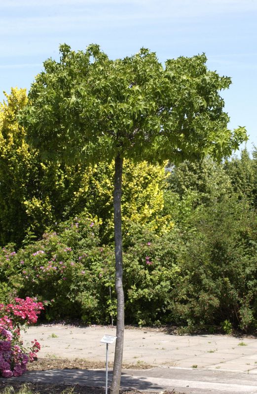 Amberbaum 'Gumball' - Liquidambar styraciflua 'Gumball'