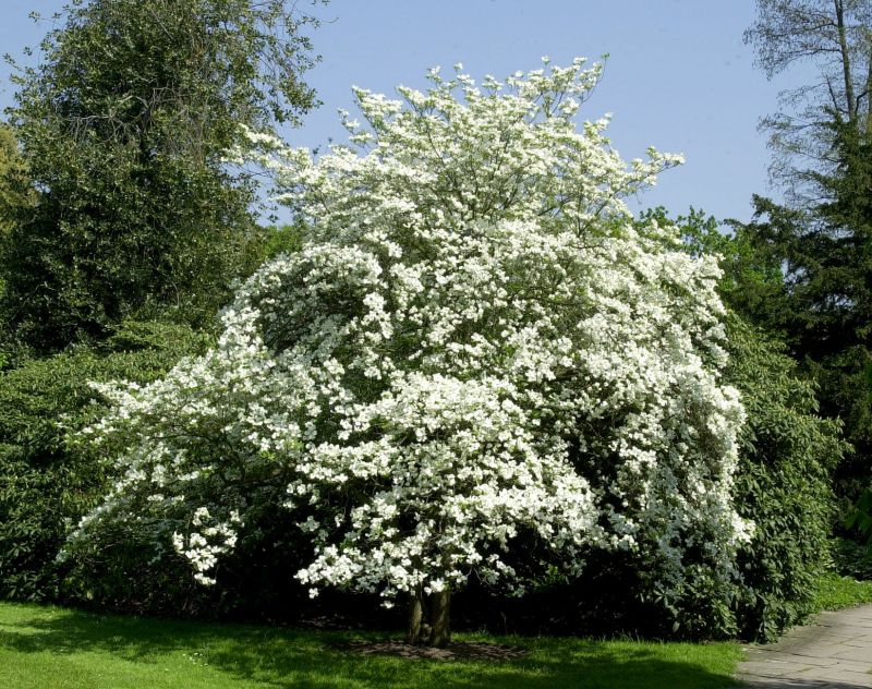 Amerikanischer Blumen-Hartriegel - Cornus florida