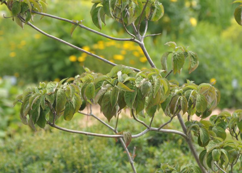 Amerikanischer Blumen-Hartriegel 'Sweetwater' - Cornus florida 'Sweetwater'