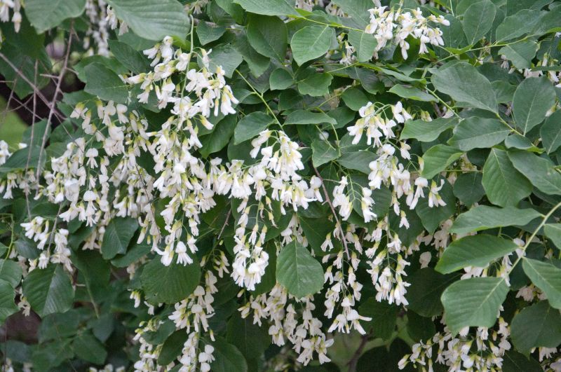 Amerikanisches Gelbholz - Cladrastis lutea