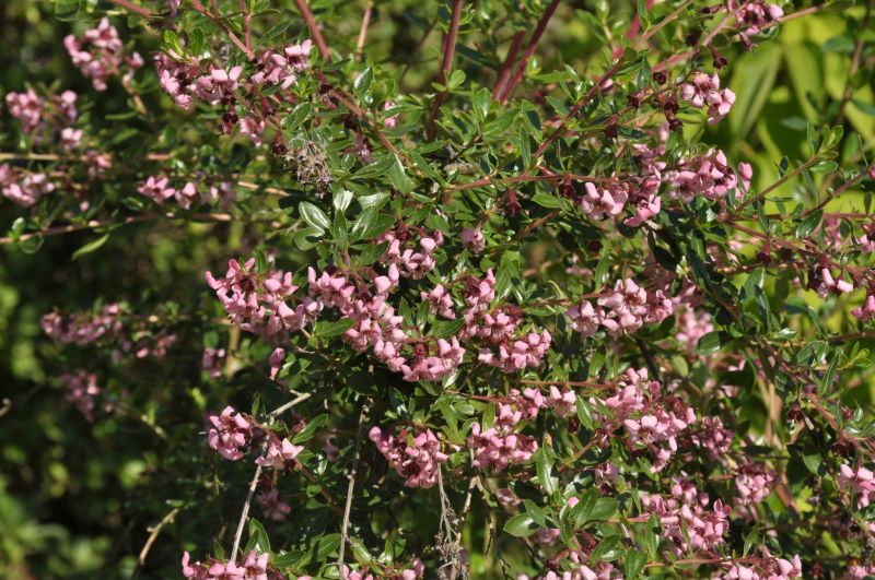 Andenstrauch 'Donard Seedling' - Escallonia 'Donard Seedling'