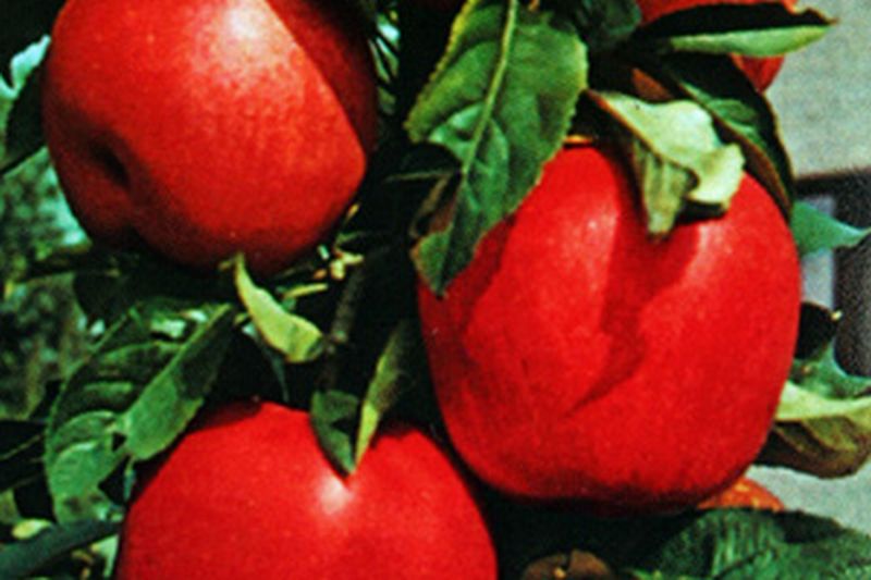 Apfel 'Gloster 69' mittel - Malus 'Gloster 69' CAC