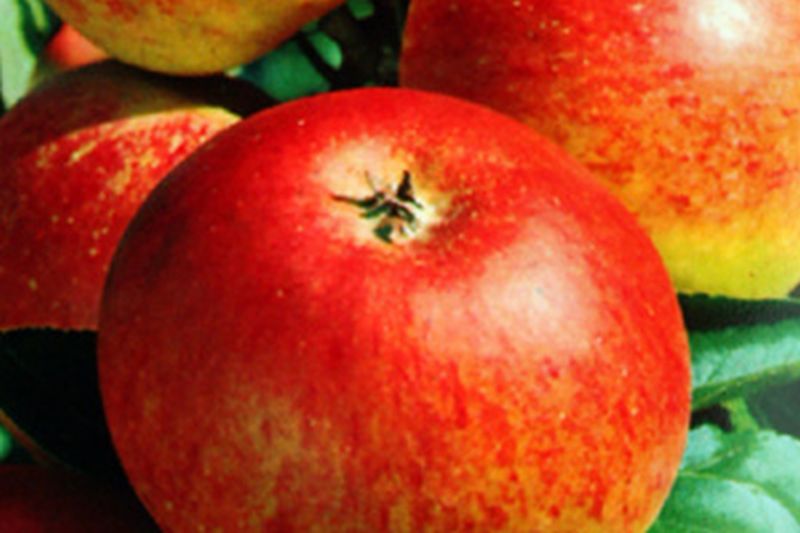 Apfel 'Goldparmäne' mittel - Malus 'Goldparmäne' CAC