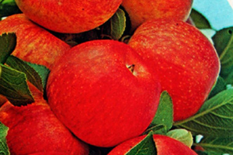 Apfel 'Goldrenette von Blenheim' mittel - Malus 'Goldrenette von Blenheim' CAC