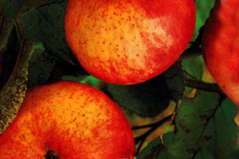 Apfel 'Jakob Fischer' mittel - Malus 'Jakob Fischer' CAC