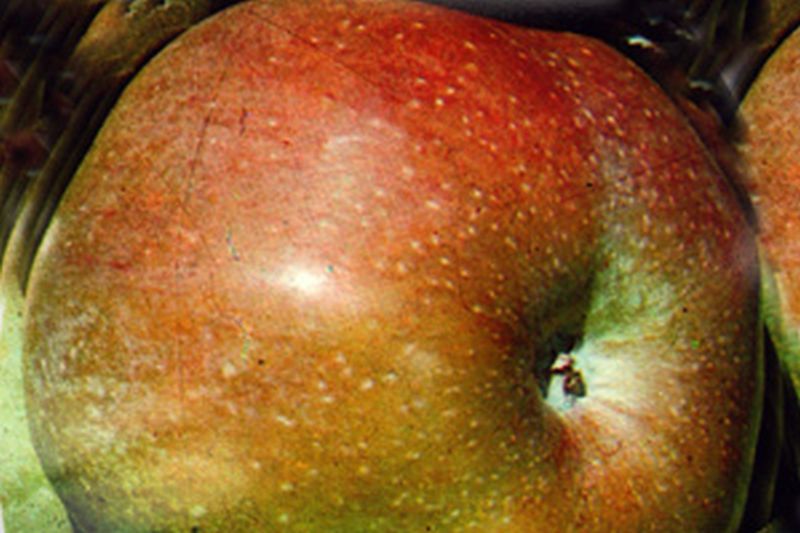 Apfel 'Jakob Lebel' mittel - Malus 'Jakob Lebel' CAC