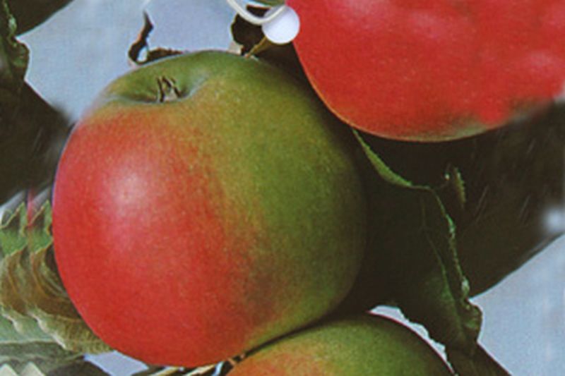 Apfel 'Jonagold' mittel - Malus 'Jonagold' CAC