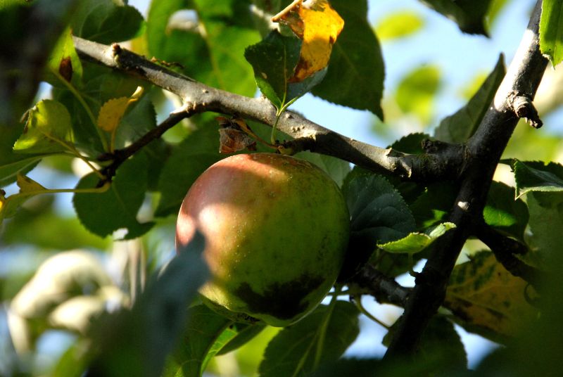 Apfel 'Kaiser Wilhelm' spät - Malus 'Kaiser Wilhelm' CAC