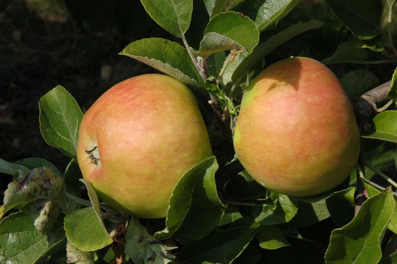 Apfel 'Pilot' -S- spät - Malus 'Pilot' -S- CAC