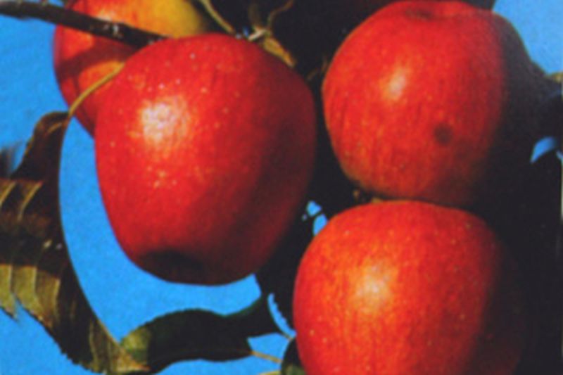 Apfel 'Pinova' -S- mittel - Malus 'Pinova' -S- CAC